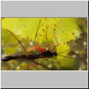 Dolichomitus sp - Schlupfwespe 20 32mm - OS-Hasbergen-Holzlagerplatz.jpg